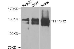 Western blot analysis of extracts of various cell lines, using PPP6R2 antibody. (SAPS2 抗体)