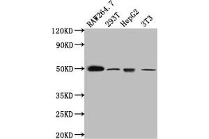 Western Blot Positive WB detected in: RAW264. (Recombinant HAVCR1 抗体)