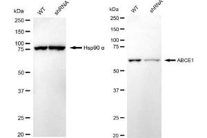 Western blotting analysis using ABCE1 antibody (ABIN7797688).