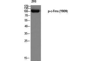 Western Blot (WB) analysis of 293 using p-c-Fms (Y809) antibody.