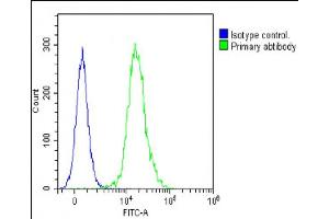 Overlay histogram showing Jurkat cells stained with (ABIN6242391 and ABIN6578828)(green line). (HOXA7 抗体  (AA 82-114))