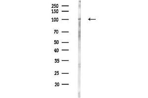 anti-Leucine-Rich Repeat-Containing G Protein-Coupled Receptor 6 (LGR6) (Internal Region) antibody