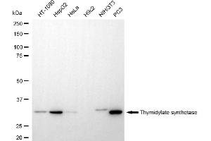 Western blotting analysis using thymidylate synthetase antibody (ABIN7800553).