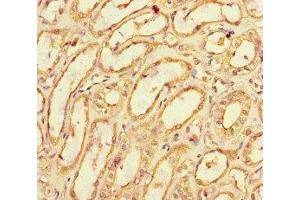 Immunohistochemistry of paraffin-embedded human kidney tissue using ABIN7171790 at dilution of 1:100 (SPOCK1 抗体  (AA 290-435))