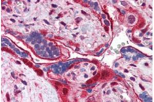 Human Placenta (formalin-fixed, paraffin-embedded) stained with ANXA11 antibody ABIN351460 at 3. (Annexin A11 抗体  (AA 8-20))