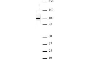 NFkB p100 pAb tested by Western blot. (NFKB2 抗体  (C-Term))