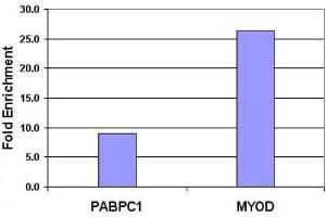 Histone H3 dimethyl Lys9 antibody tested by ChIP. (Histone 3 抗体  (H3K9me2))