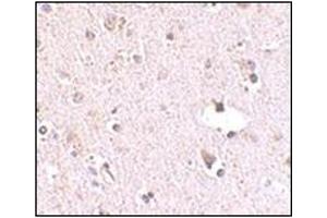 Immunohistochemistry of POLR3F in human brain tissue with this product at 2.