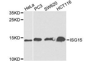 Western blot analysis of extracts of various cell lines, using ISG15 antibody. (ISG15 抗体  (AA 1-165))
