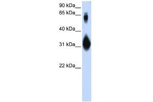 WB Suggested Anti-SOX15 Antibody Titration: 0. (SOX15 抗体  (N-Term))