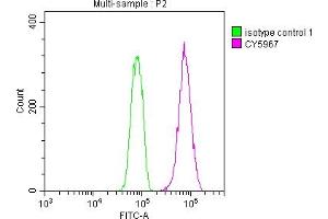 Overlay histogram showing Hela cells stained with ABIN7127413 (red line) at 1:50. (Recombinant CDC37 抗体)