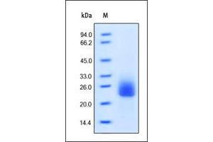 SDS-PAGE (SDS) image for Fms-Related tyrosine Kinase 3 Ligand (FLT3LG) (AA 27-185) protein (ABIN2181107)