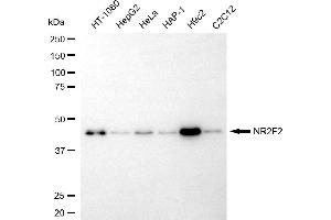 Western blotting analysis using NR2F2 antibody (ABIN7799656).