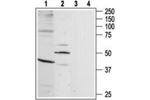 Western blot analysis of rat brain (lanes 1 and 3) and heart (lanes 2 and 4) lysates: - 1-2. (BDKRB1 抗体  (3rd Intracellular Loop, Cys250))