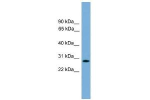 APOLD1 antibody used at 0. (APOLD1 抗体  (Middle Region))
