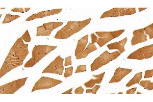 Detection of MYH2 in Mouse Skeletal muscle Tissue using Polyclonal Antibody to Myosin Heavy Chain 2 (MYH2) (MYH2 抗体  (AA 1238-1472))