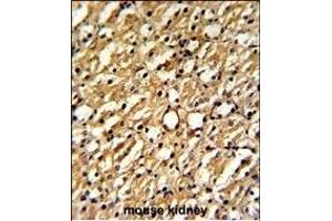 Formalin-fixed and paraffin-embedded mouse kidney reacted with DDAH1 Antibody (C-term), which was peroxidase-conjugated to the secondary antibody, followed by DAB staining. (DDAH1 抗体  (C-Term))