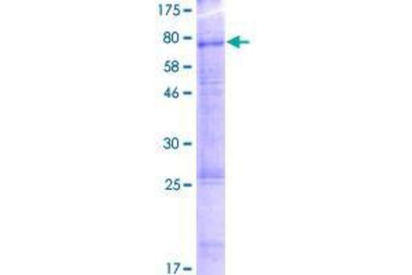 SLC22A12 Protein (AA 1-553) (GST tag)