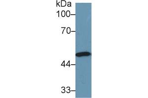 Western Blotting (WB) image for anti-Enolase 1 (ENO1) (AA 1-434) antibody (ABIN1860012)