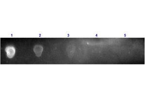 Dot Blot results of Rabbit Anti-Streptavidin Texas Conjugated. (Streptavidin 抗体  (Texas Red (TR)))