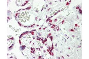 Anti-HEXIM1 antibody IHC staining of human placenta. (HEXIM1 抗体  (AA 194-222))