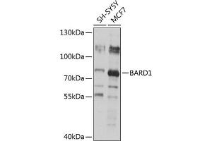 Western blot analysis of extracts of various cell lines, using B antibody (ABIN6127476, ABIN6137449, ABIN6137450 and ABIN6218781) at 1:1000 dilution. (BARD1 抗体)