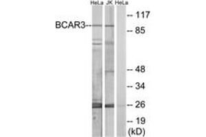 Western blot analysis of extracts from HeLa/Jurkat cells, using BCAR3 Antibody. (BCAR3 抗体  (AA 761-810))
