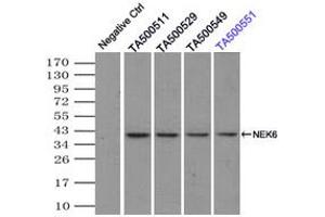 Image no. 4 for anti-NIMA (Never in Mitosis Gene A)-Related Kinase 6 (NEK6) antibody (ABIN1499686)
