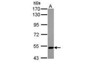 Image no. 2 for anti-Zinc Finger Protein 329 (ZNF329) (AA 1-202) antibody (ABIN1501837) (ZNF329 抗体  (AA 1-202))