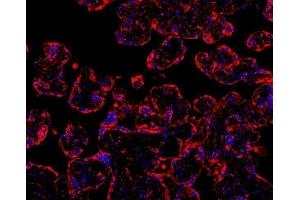 IF analysis of MYD88 using anti-MYD88 antibody (ABIN3043887) MYD88 was detected in paraffin-embedded section of human placenta tissues.