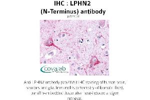 Image no. 1 for anti-Latrophilin 2 (LPHN2) (Extracellular Domain), (N-Term) antibody (ABIN1736538) (LPHN2 抗体  (Extracellular Domain, N-Term))