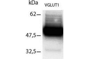 Western Blot using Immunopurifed VGLUT1 antibody