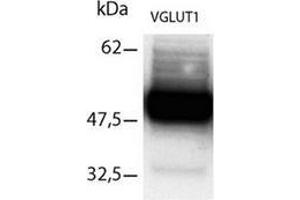 Western Blot using Immunopurifed VGLUT1 antibody (SLC17A7 抗体  (C-Term))