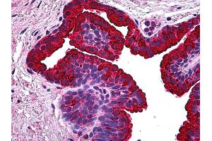 Anti-BCAS1 / NABC1 antibody IHC of human prostate. (BCAS1 抗体  (AA 1-81))