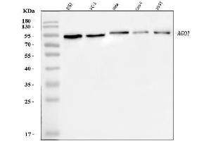 Western blot analysis of AGO1 using anti-AGO1 antibody (ABIN7602627).
