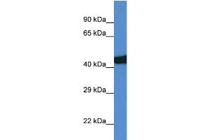 Rat Lung; WB Suggested Anti-Sec14l3 Antibody. (SEC14L3 抗体  (C-Term))