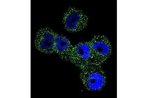 Confocal immunofluorescent analysis of Maspin Antibody (Center) (ABIN656020 and ABIN2845395) with  cell followed by Alexa Fluor 488-conjugated goat anti-rabbit lgG (green).