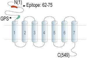 anti-G Protein-Coupled Receptor 97 (GPR97) (AA 62-75), (Extracellular), (N-Term) antibody