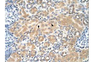 Image no. 1 for anti-Tetraspanin 5 (TSPAN5) (AA 175-224) antibody (ABIN6738258) (Tetraspanin 5 抗体  (AA 175-224))
