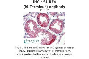 Image no. 1 for anti-Surfeit 4 (SURF4) (N-Term) antibody (ABIN1739779) (Surfeit 4 抗体  (N-Term))