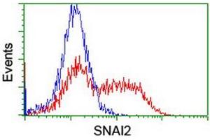 Image no. 2 for anti-Snail Family Zinc Finger 2 (SNAI2) antibody (ABIN1500983) (SLUG 抗体)