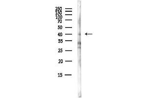 anti-G Protein-Coupled Receptor 26 (GPR26) (C-Term) antibody