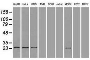 Image no. 3 for anti-Neurogenin 1 (NEUROG1) antibody (ABIN1499700) (Neurogenin 1 抗体)