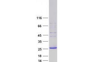 Western Blotting (WB) image for Pleckstrin Homology Domain Containing, Family B (Evectins) Member 1 (PLEKHB1) (Transcript Variant 4) protein (Myc-DYKDDDDK Tag) (ABIN2729164)