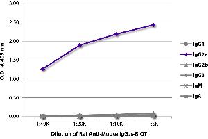 ELISA plate was coated with purified mouse IgG1, IgG2a, IgG2b, IgG3, IgM, and IgA. (大鼠 anti-小鼠 IgG2a Antibody (Biotin))