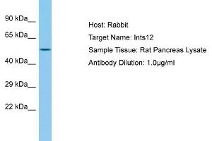Host: Rabbit Target Name: Ints12 Sample Type: Rat Pancreas lysates Antibody Dilution: 1. (INTS12 抗体  (C-Term))