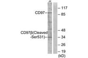 Western blot analysis of extracts from Jurkat cells, treated with etoposide 25uM 24h, using CD97 beta (Cleaved-Ser531) Antibody. (CD97 beta 抗体  (Cleaved-Ser531))