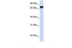 Image no. 1 for anti-Pleckstrin Homology Domain Containing, Family A (phosphoinositide Binding Specific) Member 4 (PLEKHA4) (AA 218-267) antibody (ABIN6738038)