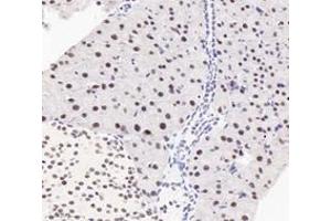 Immunohistochemistry analysis of paraffin-embedded mouse pancreas using,PQBP1 (ABIN7075126) at dilution of 1: 6000