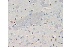Immunohistochemistry of paraffin-embedded Mouse brain using THBS1 Polyclonal Antibody at dilution of 1:200 (40x lens). (Thrombospondin 1 抗体)